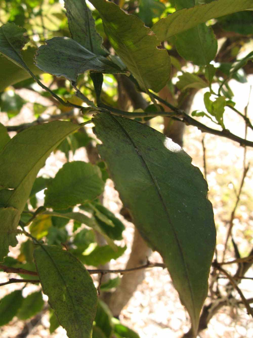            Shade leaves (Winter Haven, FL)   